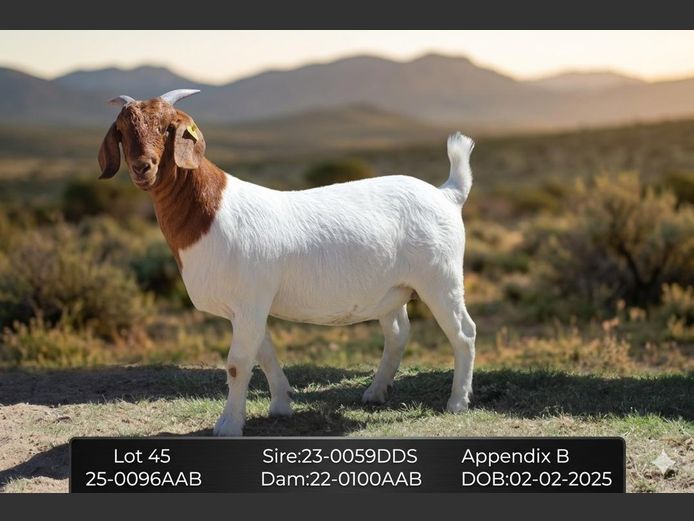 25-0096AAB | AC BOERBOKSTOET