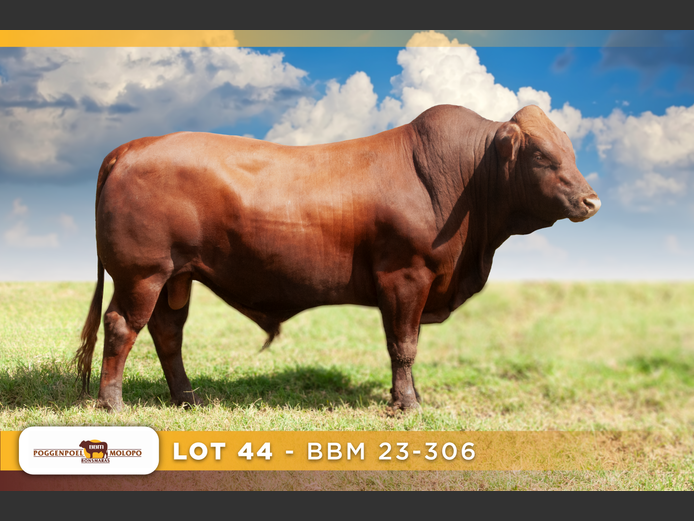 BBM 230306