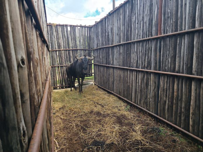 BLOUWILDEBEES | HANLEY 1