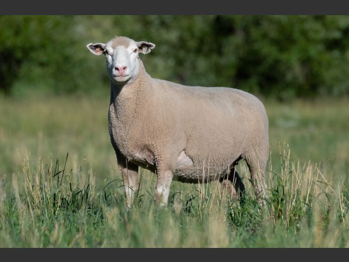 MS 230024 | J.L. DU RANDT