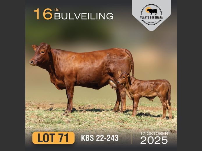 KBS 220243 | KAMEELDORING BONSMARA