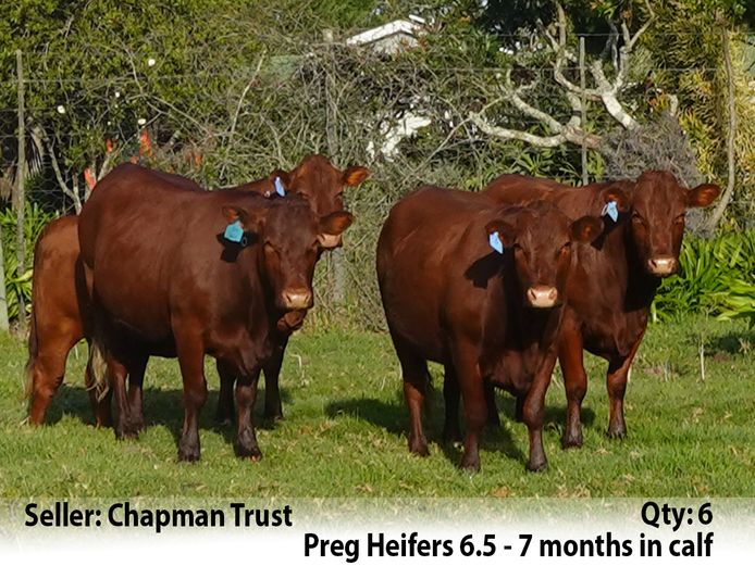 Commercial Animals | Chapman Trust