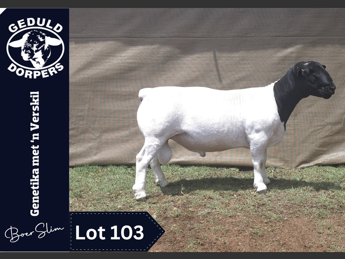 2830 24 0074 | Geduld Dorpers