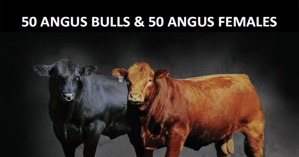MIDLANDS ANGUS ELITE SALE | SwiftVEE | Livestock & Cattle Webcast Auctions