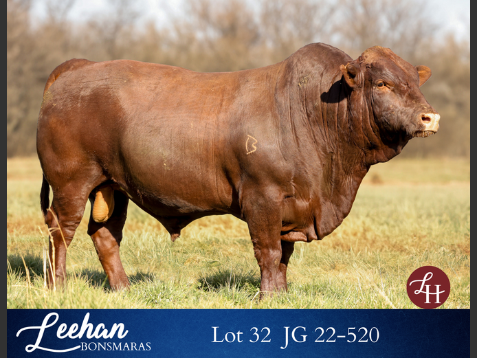 JG220520 | Leehan Bonsmara