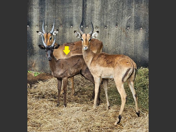 BLACK IMPALA | EB WILD