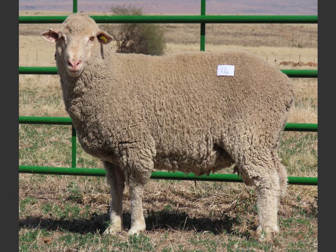 1 | Rooipoort Poenskop Merinos                
