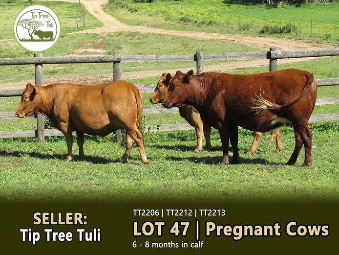 Commercial Animals | TIPTREE TULI