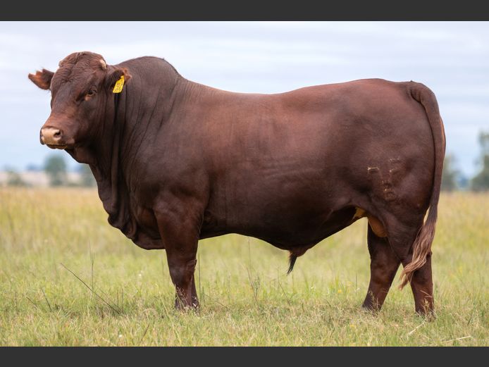 HFB 240026 | HUGO-FRANS BOERDERY