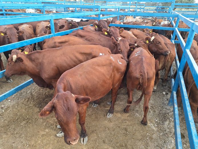 Commercial Cow Lean