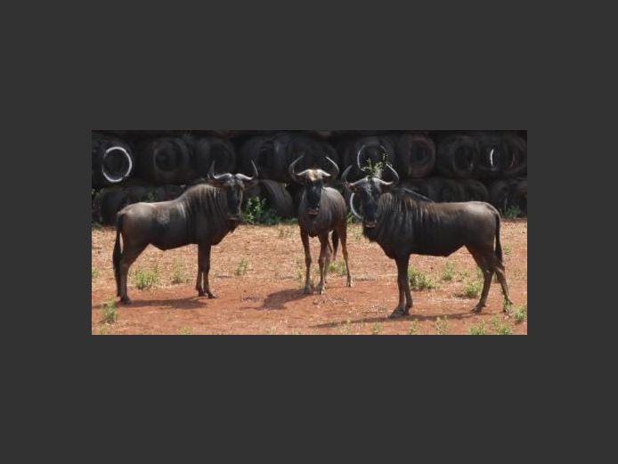 BLUE WILDEBEEST