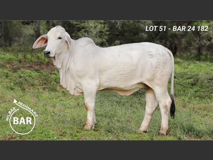 BAR24182 | BARNARD WJ
