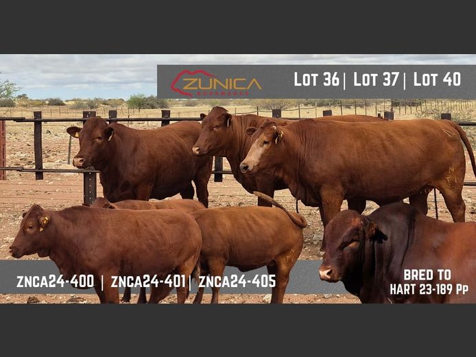 ZNCA240401 | N.J. VAN HEERDEN