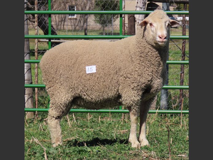 171 | Rooipoort Poenskop Merinos