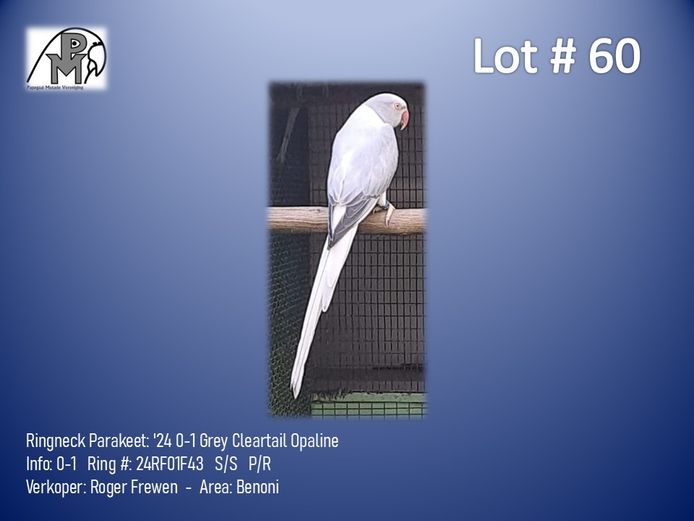 0-1 '24 Ringneck Parakeet: Grey Cleartail Opaline - Roger Frewen