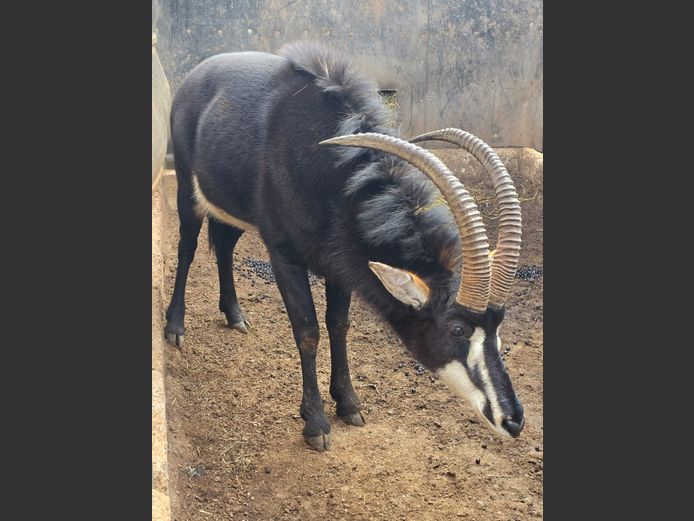 SABLE | RETNEV BOERDERY