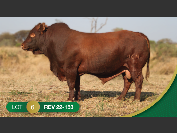 REV220153 | REVELAS BONSMARAS