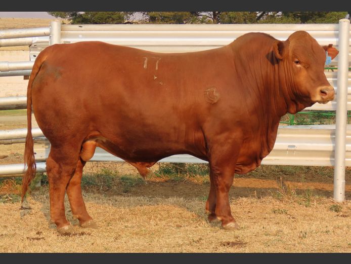 WDS 230107 | SWAERSHOEK BONSMARAS