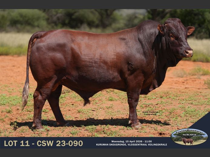 CSW 230090 | TOWTON BONSMARAS