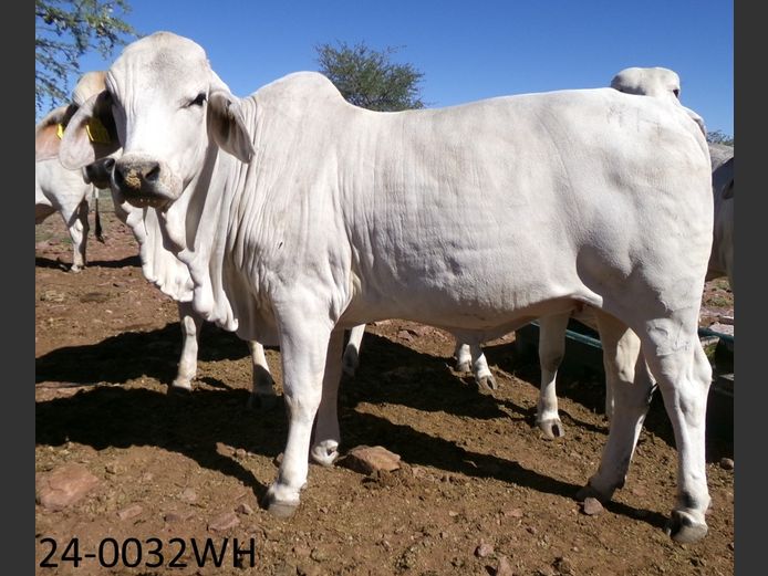 24-0032WH | SWARTRANTE BRAHMANE