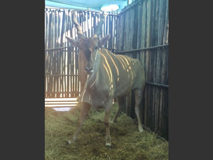 ELAND | HANLEY 1