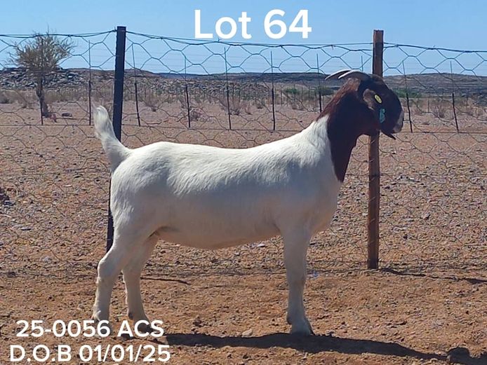 25-0056 ACS | ACS BOER GOATS 