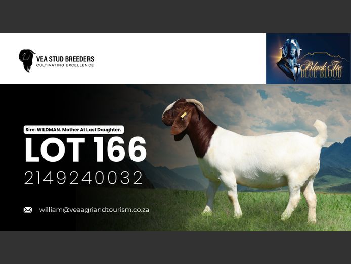 2149240032 | VEA Boerbokstoet