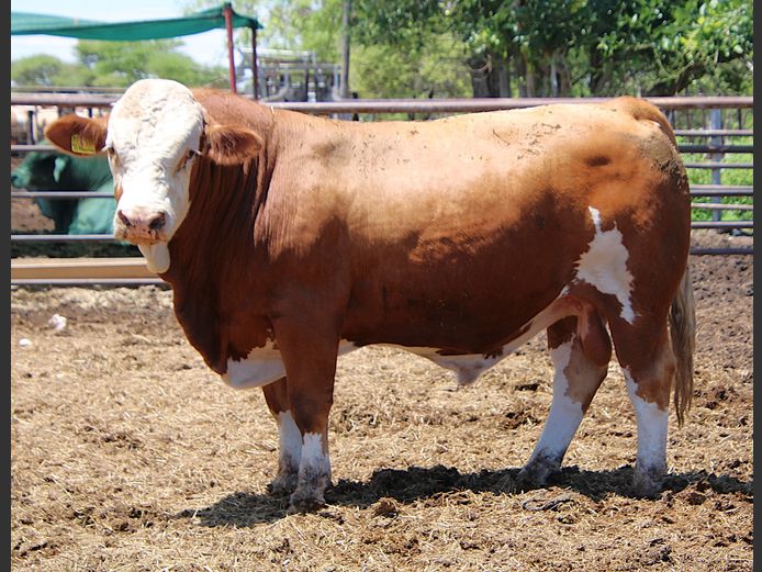 TG2292 | GUNZEL SIMMENTALER