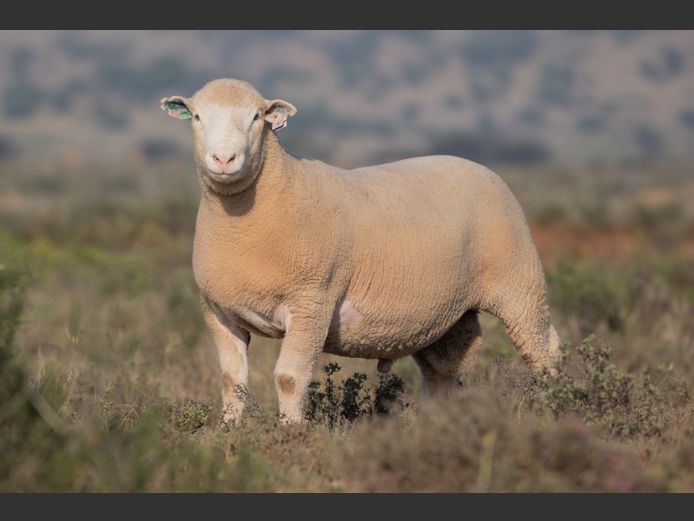 DZ250093 | 2 STEYNS BOERDERY