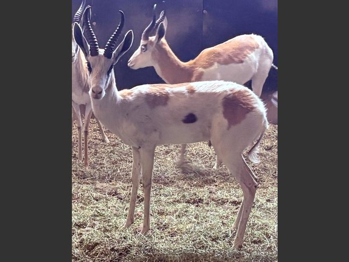 Konings Springbok Ram
