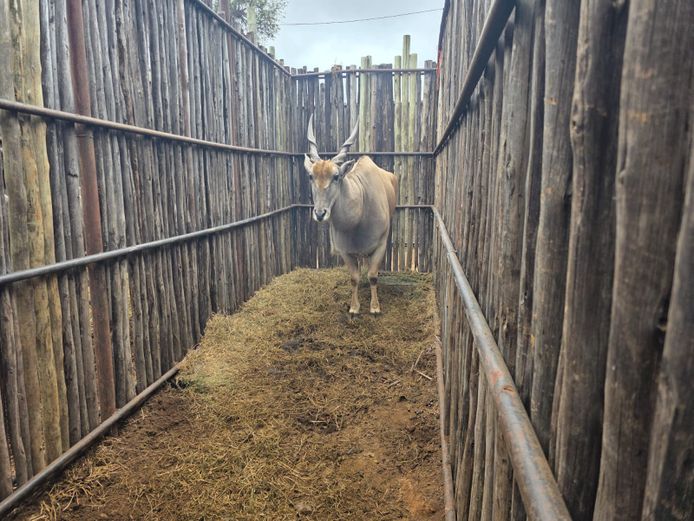 ELAND | HANLEY