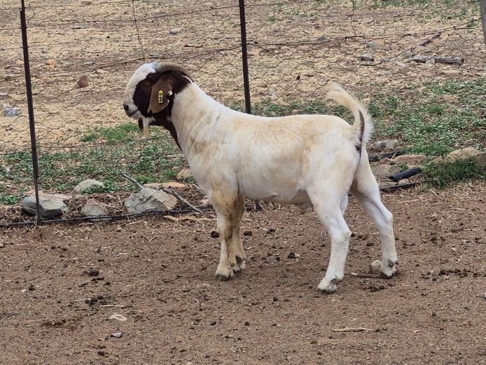 24291 | Wimpie Schoeman