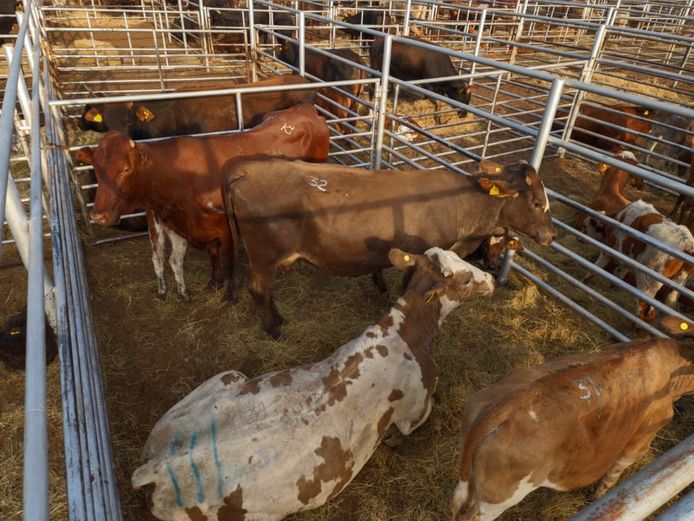 VAN NIEKERK PJ | DAIRY CATTLE 