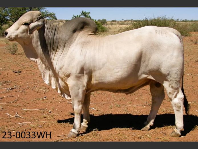 23-0033WH | SWARTRANTE BRAHMANE 