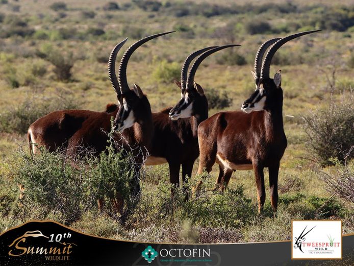 +-35" Young Sable Hunting Bulls	