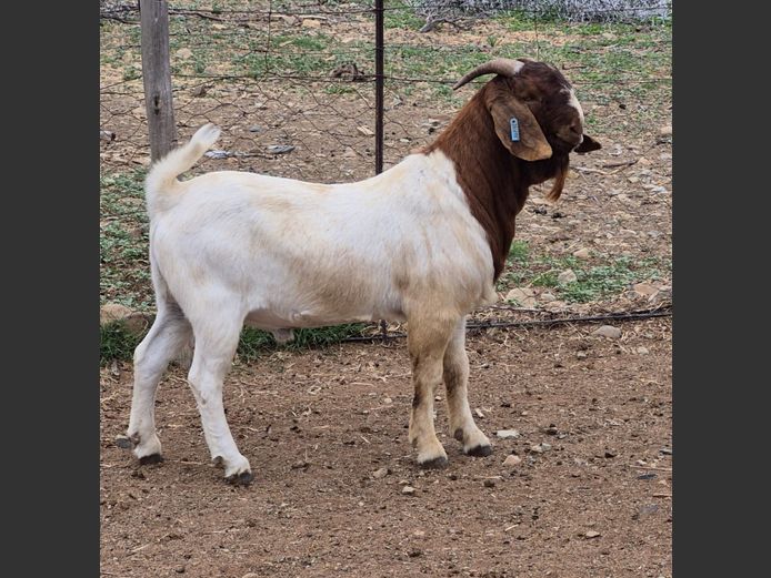 24233 | Wimpie Schoeman