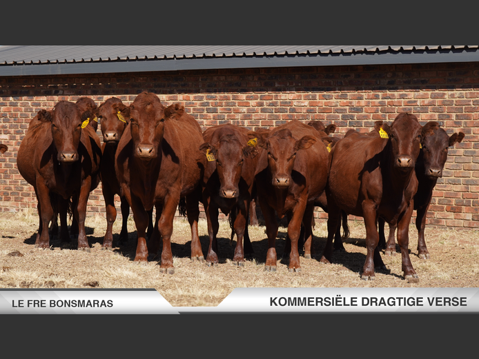 Commercial Animals | LeFre Bonsmaras -Bronkhorstspruit