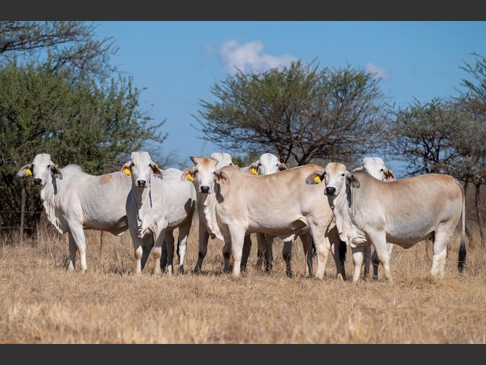 COMMERCIAL FEMALES | WAVERLY BRAHMAN