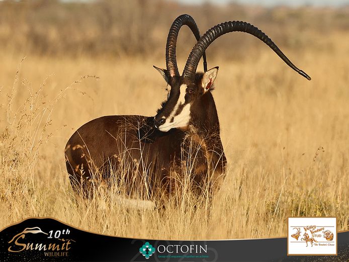 50" Sable Bull	