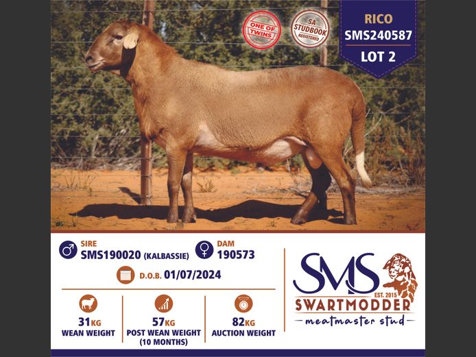 SMS240587 | SWARTMODDER MEATMASTER STUD