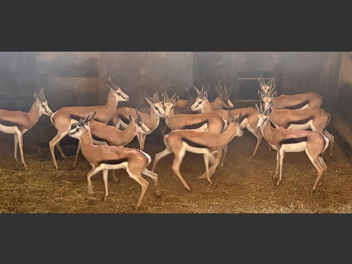 Springbok Ramme