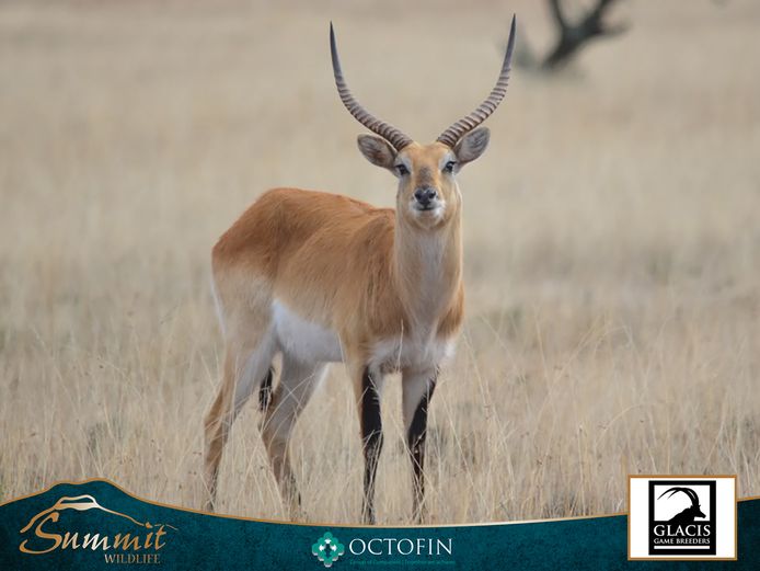 23"-26" LECHWE BULLS