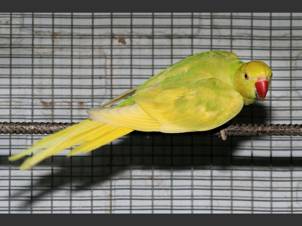 images