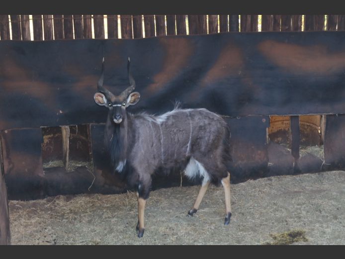 Njala