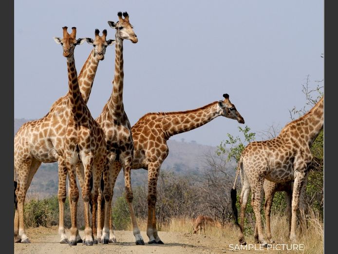 GIRAFFE | DU PREEZ WILD