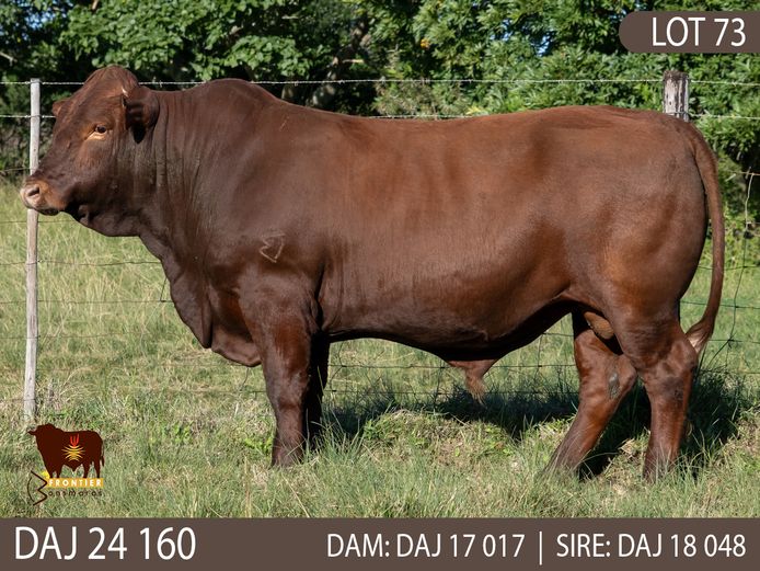 DAJ 240160 | J.D. STIRK