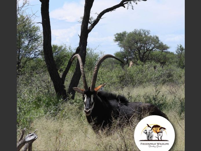 Sable Bull | WATERBERG PLATO GAME BREEDERS