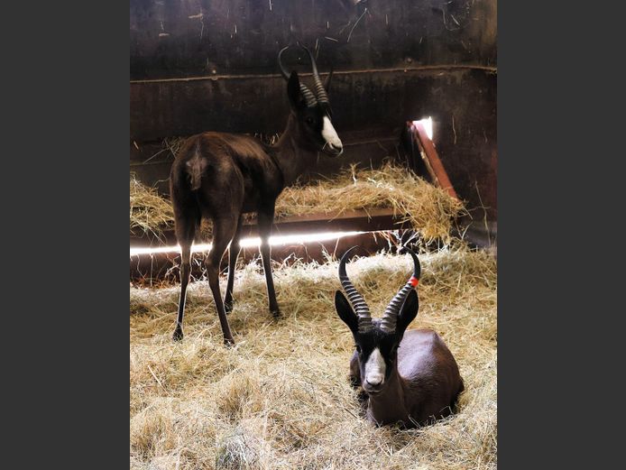 SWART SPRINGBOK | ZIONSHEUVEL TRUST
