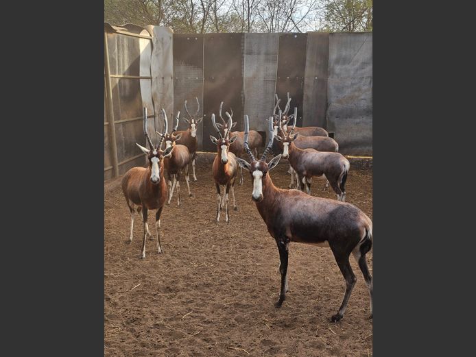 BLESBOK | C2C