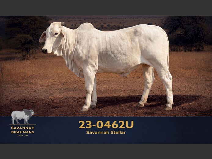23-0462U | SAVANNAH BRAHMAN